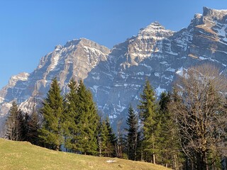 Evergreen forest or coniferous trees in early spring on the slopes of the alpine mountains around the Klöntal mountain valley (Kloental or Klon valley) - Canton of Glarus, Switzerland (Schweiz)