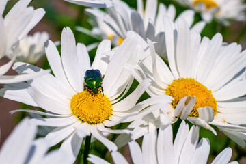 Cetonia aurata (rose chafer or the green rose chafer) on flower marguerite collects nectar