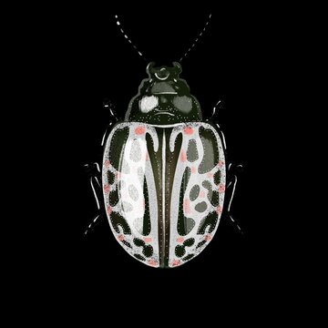 Calligrapha Multipunctata