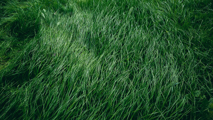 Close-up side view of a green lush lawn background. Dense grass scene. Maintenance and...
