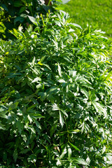 Large lovage bush with fragrant green leaves.