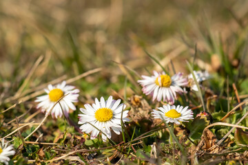stokrotki © Magical moments