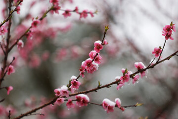 Snow on Peach blossoms
