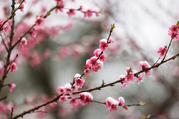 Snow on Peach blossoms