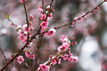 Snow on Peach blossoms