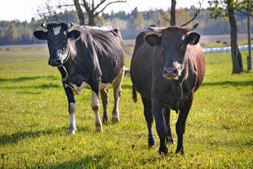 Two cows on a field in the countryside.