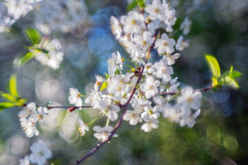 A blooming cherry branch photographed with a special lens giving a magnificent bokeh