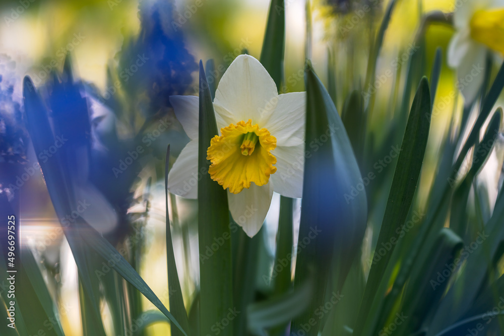 Wall mural spring flowering of daffodils on the background of the setting sun
