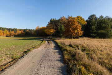 In the middle of the park in the fall season, yellow leaves. A good place to walk.