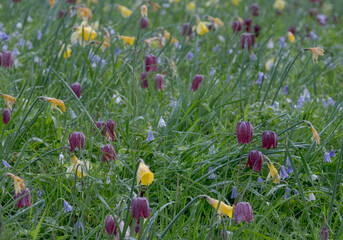 Purple snake's head fritillary flowers growing wild in Magdalen Meadow which runs along the banks...