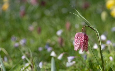 Purple snake's head fritillary flowers growing wild in Magdalen Meadow which runs along the banks of the River Cherwell in Oxford, Oxfordshire UK. The purple chequered flowers are rare and endangered.