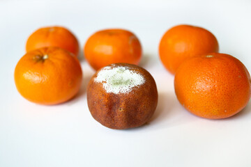 Rotting tangerines on a white background. Covered with mold, fungus. Blurred focus.