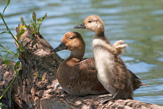 Redhead (duck) Mother and Young "Growing Up"