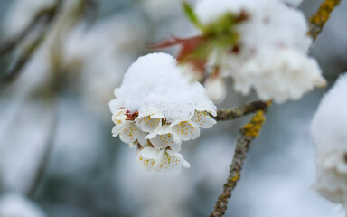 Schneebedeckte Kirschblüten - später Kälteeinbruch, sog. Märzwinter, April 2022, Baden-Württemb. | edible cherry blossom with snow cover, late frost