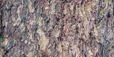 Tree bark background and texture close front view. Natural pattern concept.