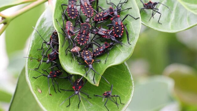 Closeup of bed bug colony on plant leaves.