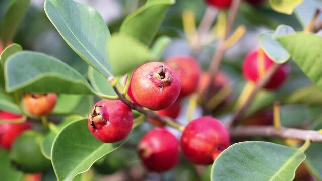 Closeup of red ara&ccedil;&aacute; on the branches.