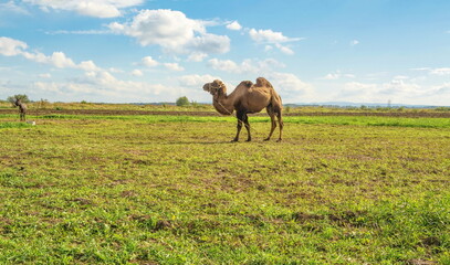 Rural landscape with a camel in a pasture