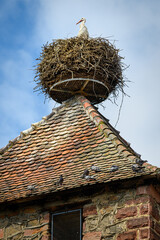 Kaysersberg stork nest © expatphotos