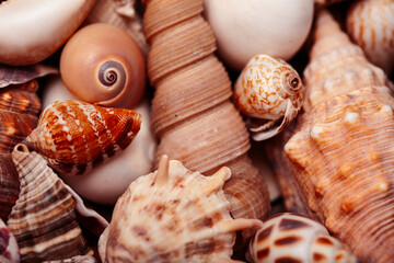 a lot of different empty sea shells, natural background, macro details