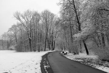 After one night of snow, the English Garden in Munich is covered with snow. In the picture, a road in the park leads to the distance.
