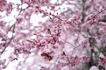 After one night of snowing, cherry blossoms in English Garden, Munich were covered in snow in April.