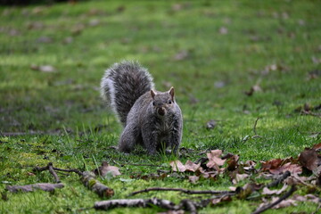 squirrel in the grass