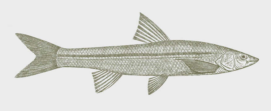 Flathead chub platygobio gracilis, North American freshwater fish in side view