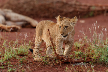 Lion cub playing in Zimanga Game Reserve near the city of Mkuze in South Africa