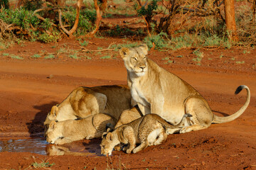 Lioness drinking with her playful cubs in Zimanga Game Reserve near the city of Mkuze in South Africa