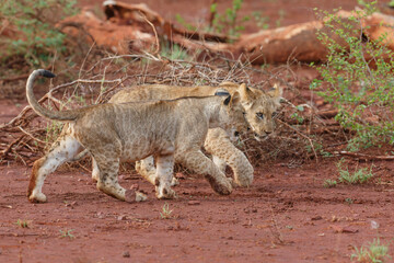 Lion cub playing in Zimanga Game Reserve near the city of Mkuze in South Africa