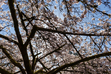 Cherry blossom tree - Vancouver