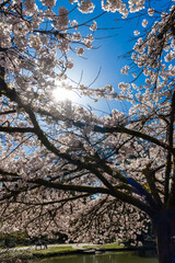 Cherry blossom tree - Vancouver