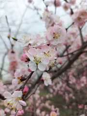 Branch of apricots with blooming pink flowers. Apricot in spring during the flowering period. Close-up
