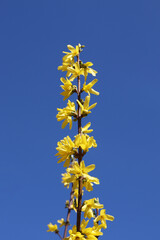 Krzew ogrodowy forsycja z żółtymi kwiatkami na wiosnę i święta wielkanocne.  - obrazy, fototapety, plakaty