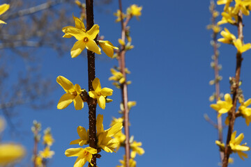 Krzew ogrodowy forsycja z żółtymi kwiatkami na wiosnę i święta wielkanocne. 