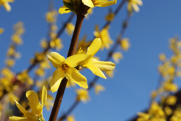 Krzew ogrodowy forsycja z żółtymi kwiatkami na wiosnę i święta wielkanocne.  - obrazy, fototapety, plakaty