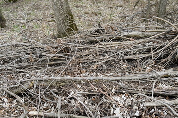 Brush Pile