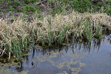 Plants in a Marsh