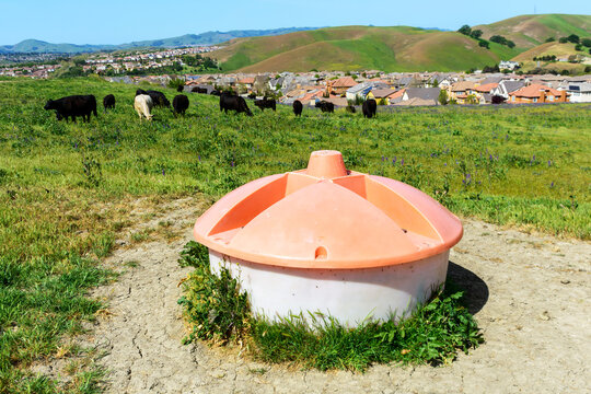 Liquid feeder tank for dispensing liquid feed supplements to livestock. Cows graze on green grass. Background upscale residential suburban neighborhood on rolling hills.