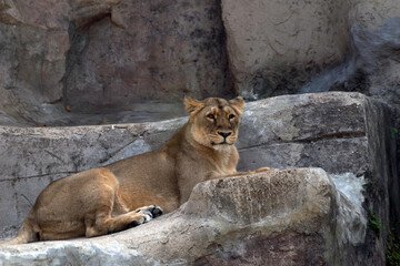 Fototapeta na wymiar Lioness Lying on the Rocks