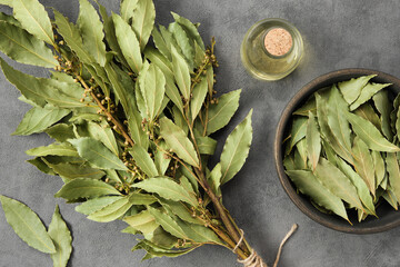 Bowl of dried laurel leaves, branch of green bay leaves, bottle of natural bay laurel essential oil...