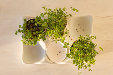 Micro-greens planted in the egg shells. Easter, springtime. Concept of home gardening, cute little garden on the windowsill. Flatlay top view