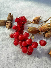 still life with berries 