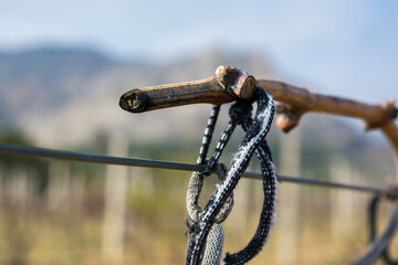 Sap flow of grape vines