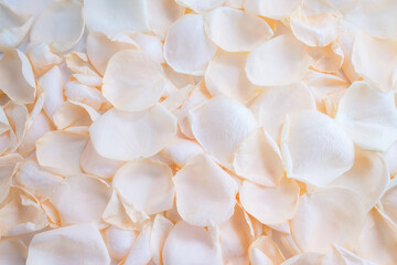 White rose petals as background. Floral wallpaper. Selective soft focus