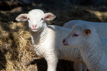 Naklejka na ściany i meble Small white sheep on the farm.