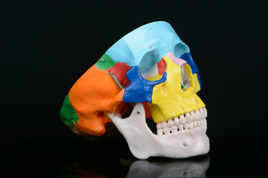 Three Quarters View Of Coloured Plastic Educational Model Of A Human Skull On Black Background.