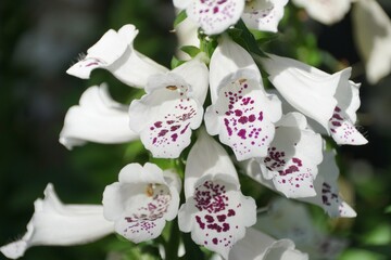 Close up of the beautiful white and tiny purple dots of Dalmatian Mixed Cultivars Foxglove flowers © Khairil
