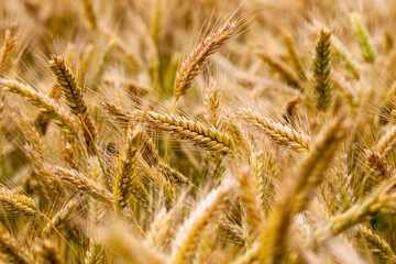unripe dry wheat before the grain harvest